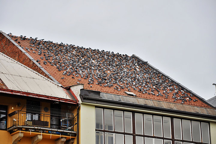 A2B Pest Control are able to install spikes to deter birds from roofs in Burnham On Crouch. 