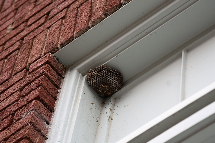 We provide a wasp nest removal service for domestic and commercial properties in Burnham On Crouch.